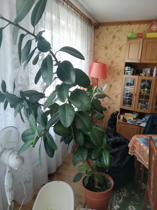 Fikusowe drzewko