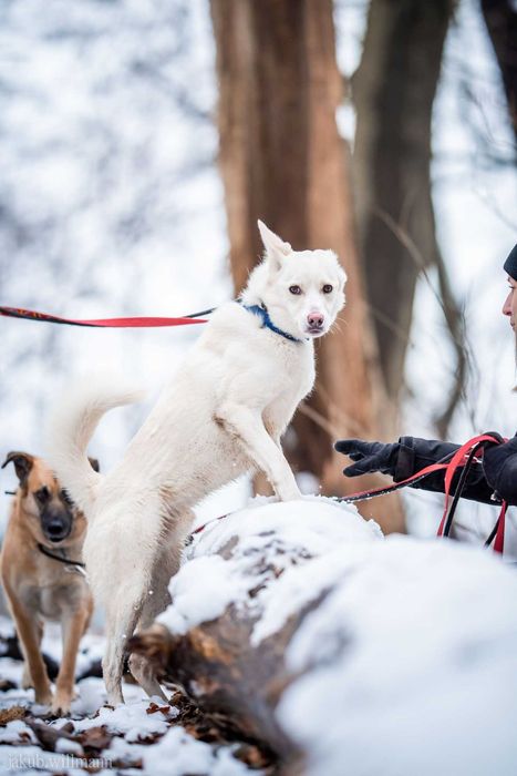 Słodzik - młodziutki mini mix husky adopcja