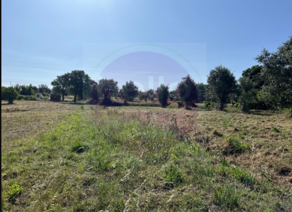 Terreno com vinha e pequeno imovel