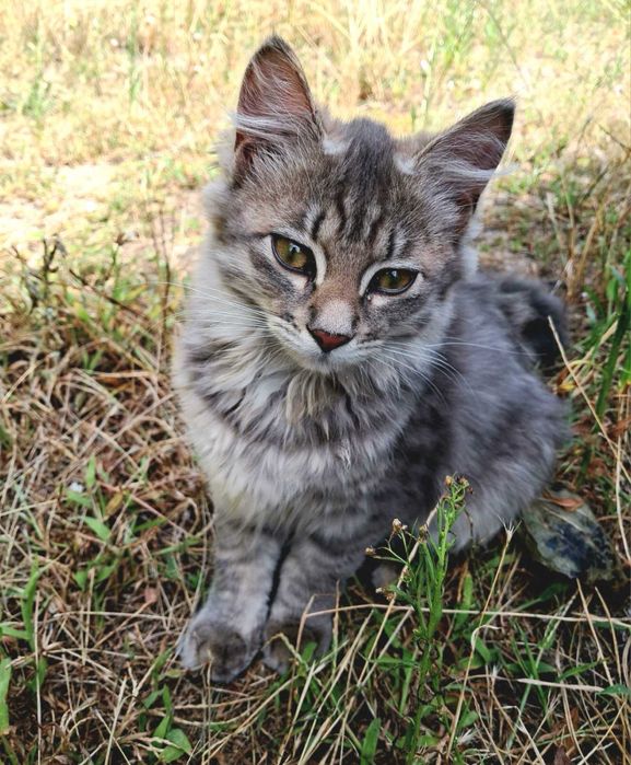 Прилаштовуються кошенята