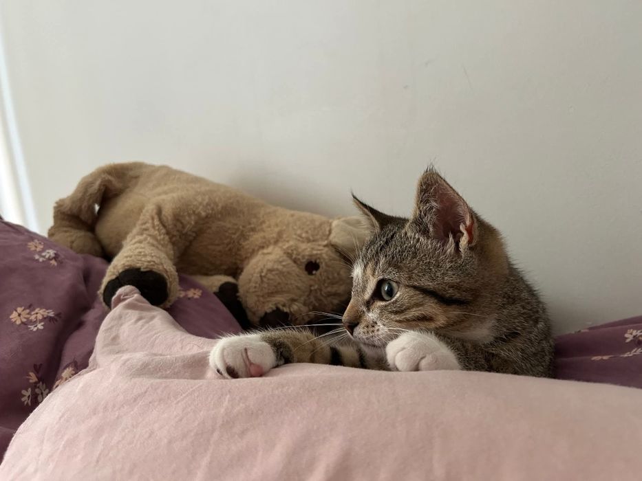 Młody Toto szuka domku!