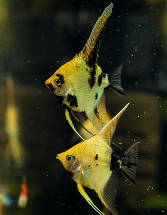 Скалярія золота кої скалярия рибка акваріумна обмін