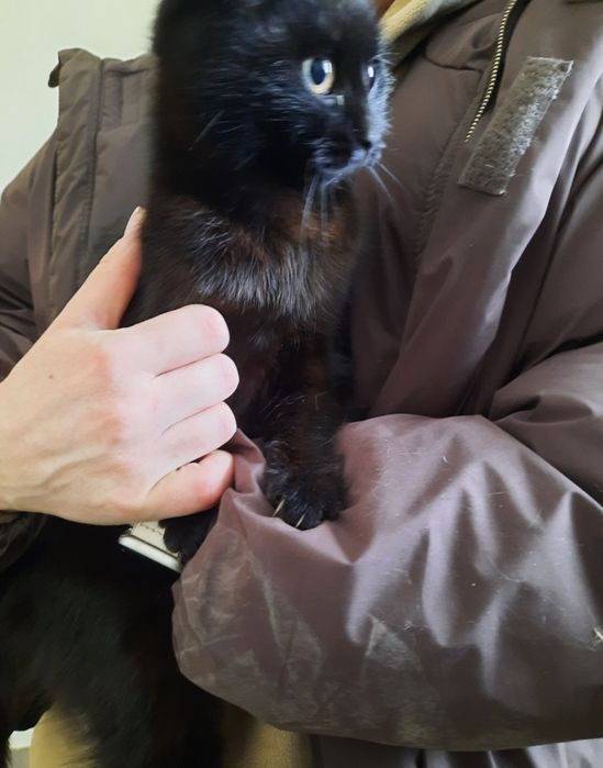 Кицуні в добрі руки