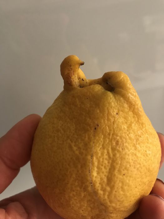 Laranjas bio, preço por kg