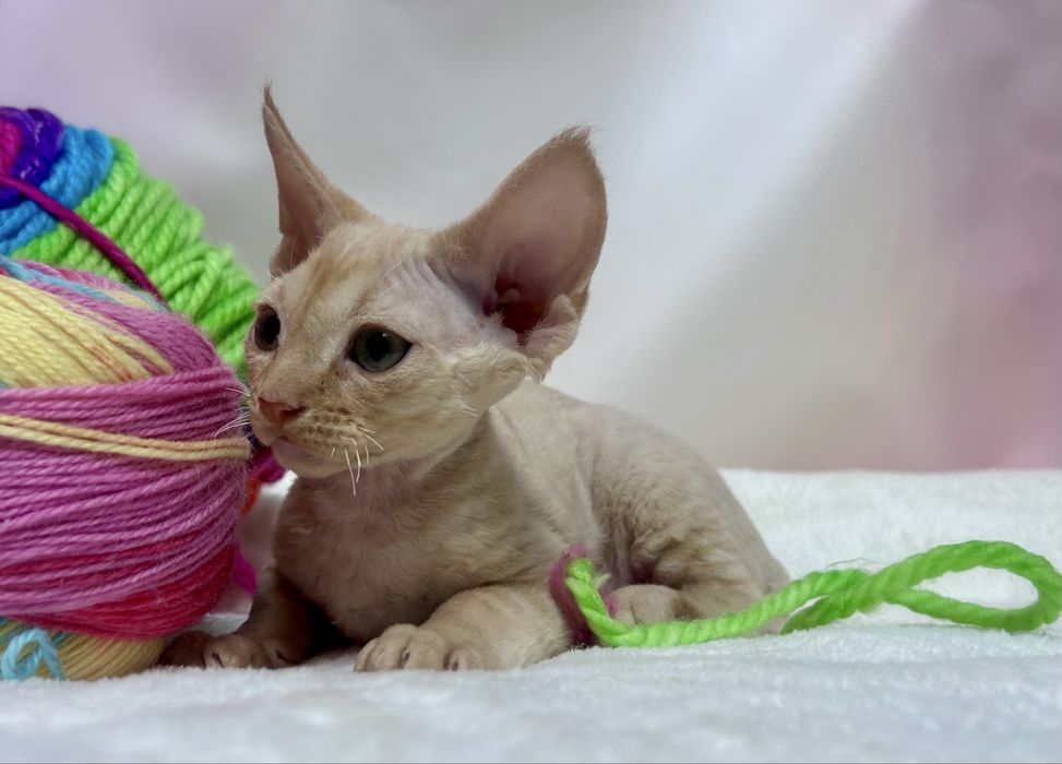 Słodki rudy kocurek devon rex, kot devon rex, FPL, FIFE