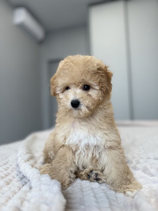 Мальтипу девочка ф2 тедди мишка