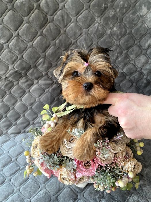 Йорки гарні гени