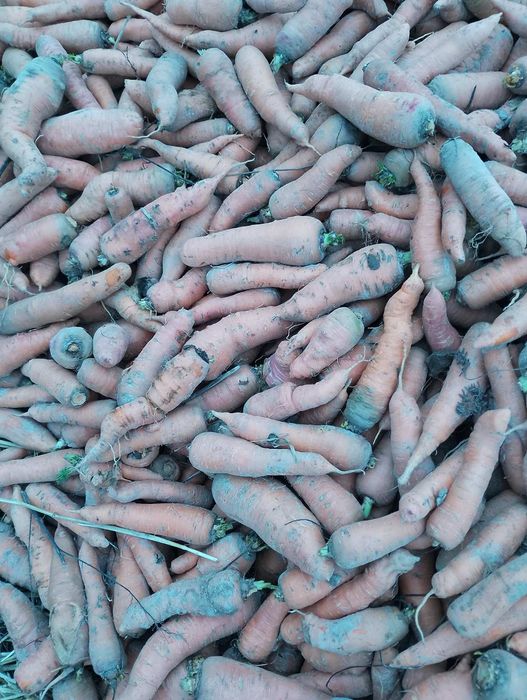 Морква   фуражна