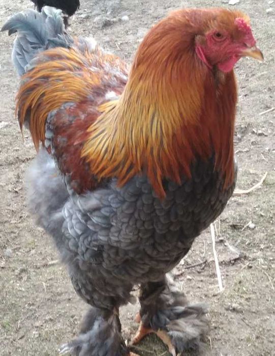 Kury koguty Brahma