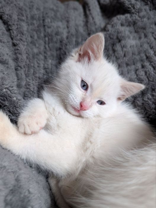 Невська маскарадна , кошенята