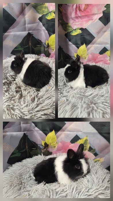 Karzełki Teddy Mini
