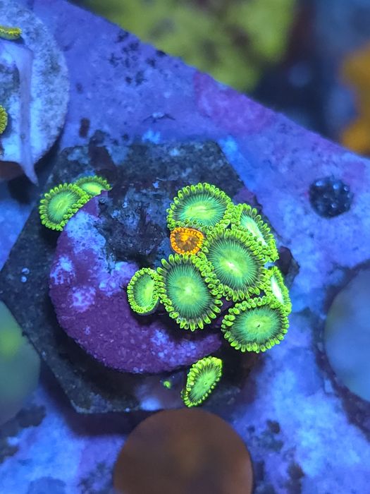Corais agua salgada frags de zoas