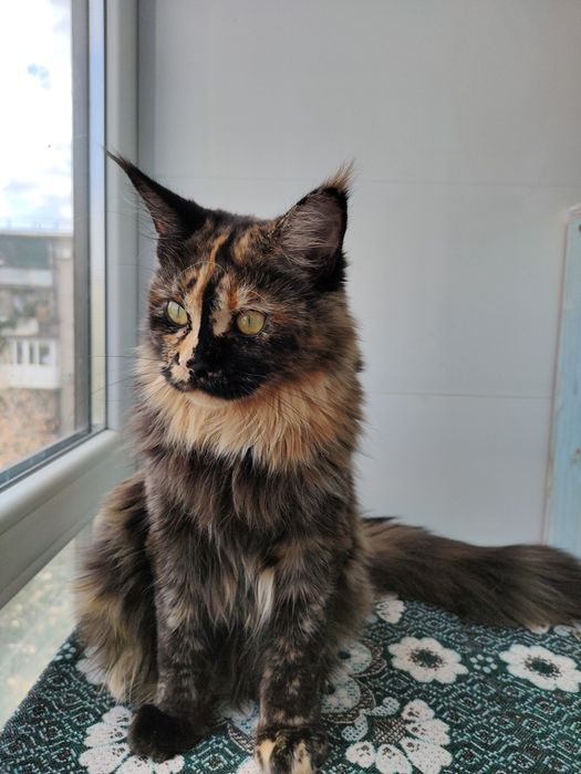 Черепаховая кошка Мейн Кун.