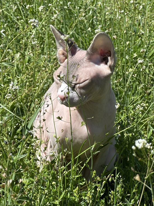 Воспитанная кошка канадский сфинкс с полным пакетом док+аксессуаров
