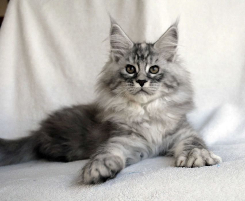 Piękna kotka do hodowli