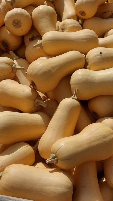 Продам гарбуз батернат (мускатний)
