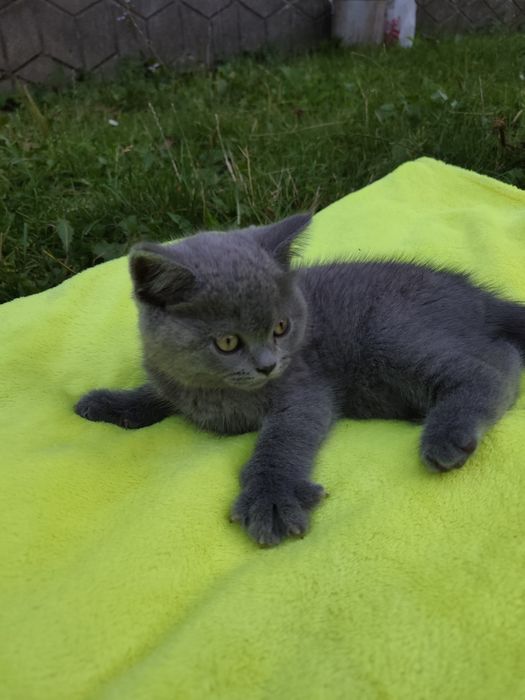 Чистокровне шотландське прямовухе кошеня (Scottish Fold)