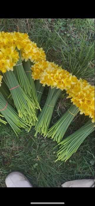 Нарциз жовтий, білий зрізаний