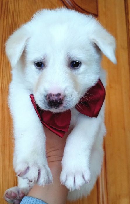 Цуценята метис хаскі