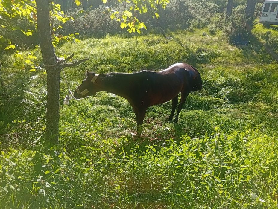 Vende-se cavalo inteiro trutador