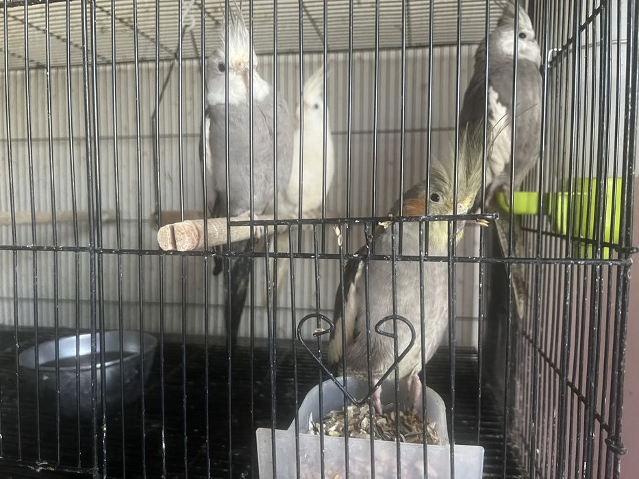 Caturras Lindas( 2 Casais) + Gaiola Completa