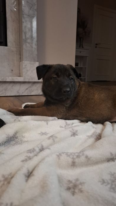 Owczarek belgijski

Z ogromną radością przedstaw