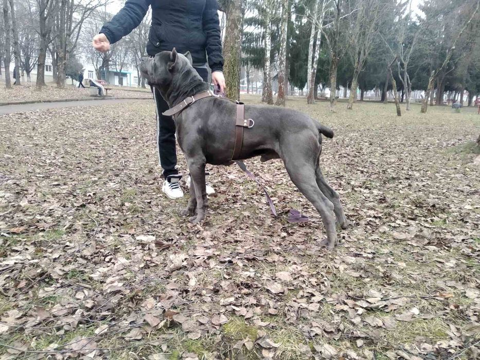 Кане корсо в'язка