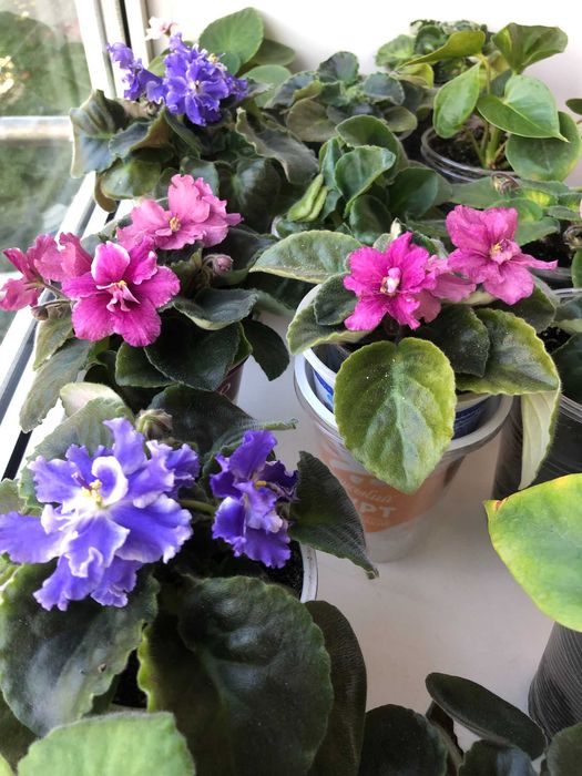 вазони з квітками, квітнуть усі, фіалки різні кольори