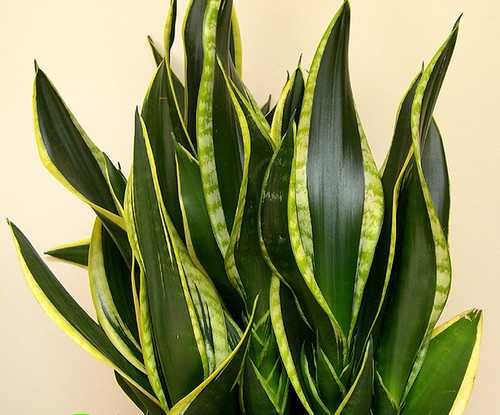 Сансевиерия разная