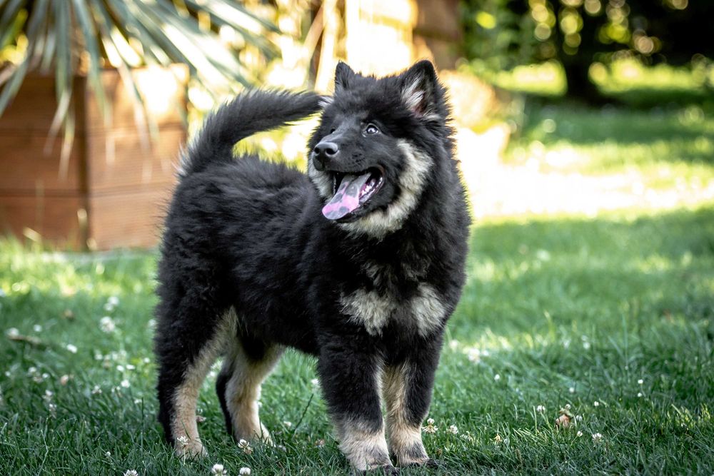Eurasier planowane pary hodowlane w 2025 r.