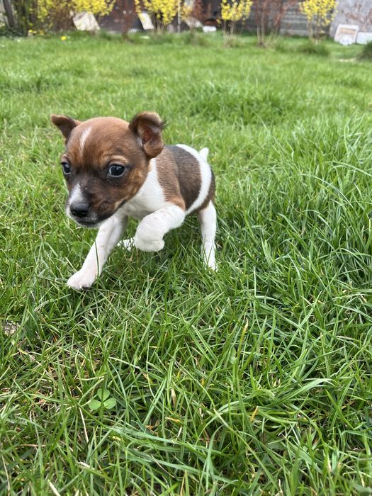 Jack Russell Terrier suczka