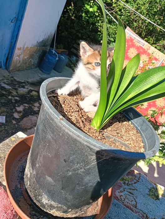 Gatinho bebé tigrado muito meigo para adoção responsável