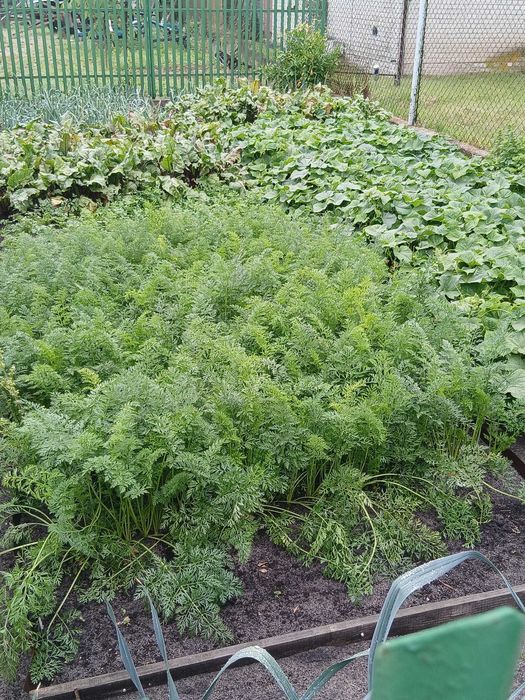 Sprzedam czarną ziemię -idealna pod warzywa i ogród