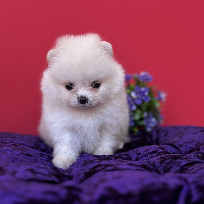 лялькова дівчинка тип ведмедика