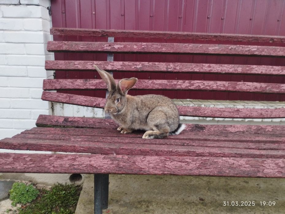 Самець БВ. 4 міс