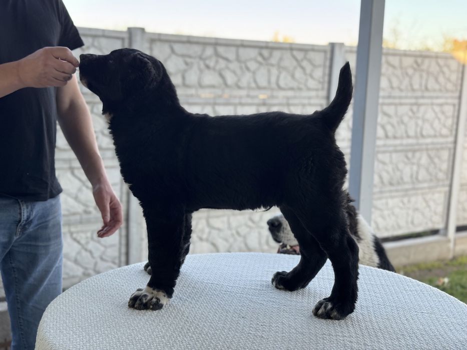 Продам Алабай КСУ