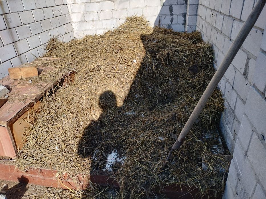 Obornik z pod kur i kaczek . Słomiany.