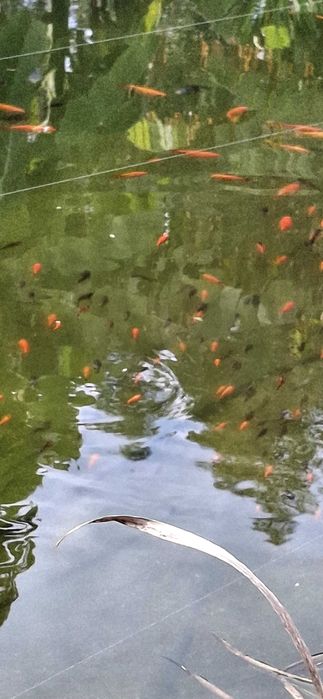 Peixes coloridos kinguius