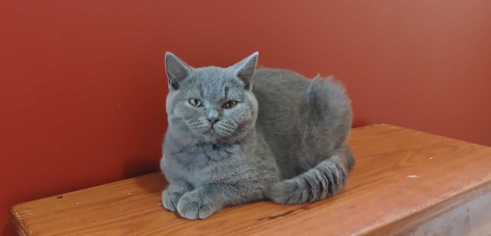 Kot brytyjski kocurek