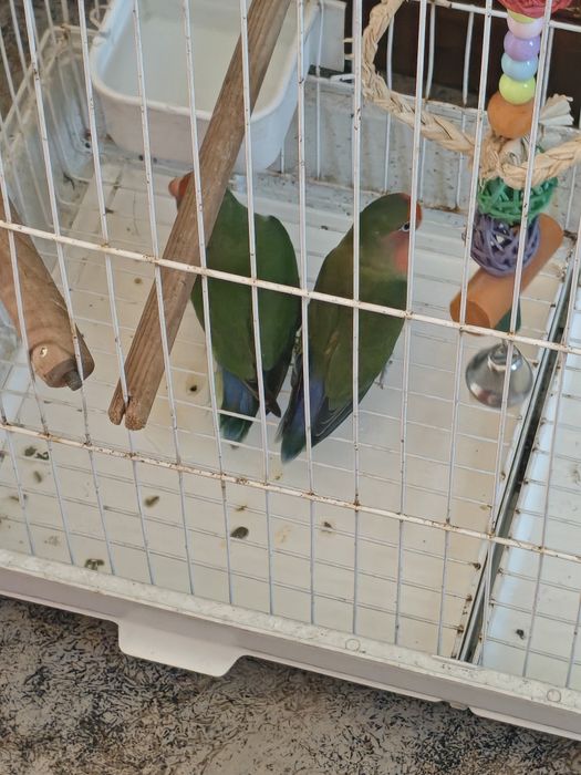 Vendo  agapornis  e  dois mandarins