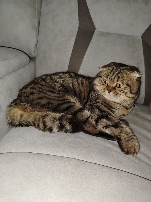 В'язка шотландський  висловухий