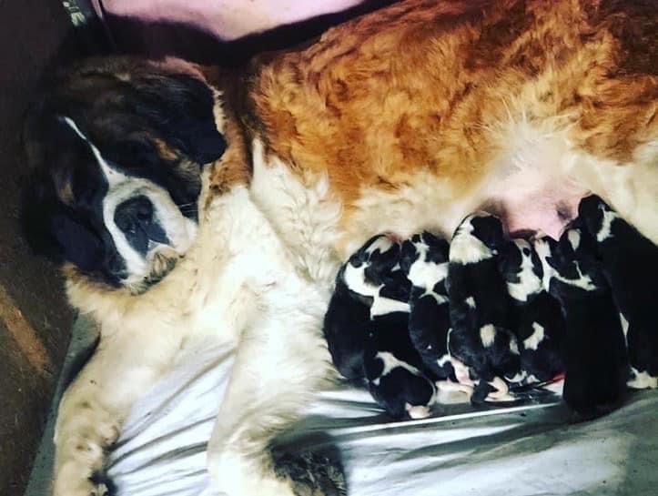 Сенбернар Одеса