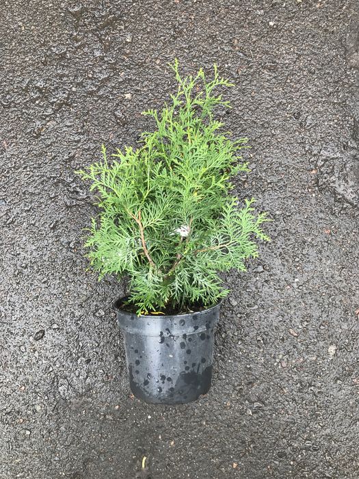 Туя Брабани висота 40