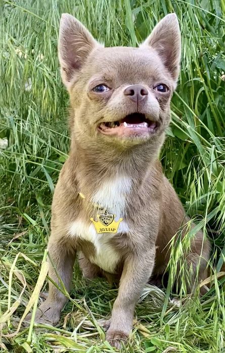 Доллар приглашает невест