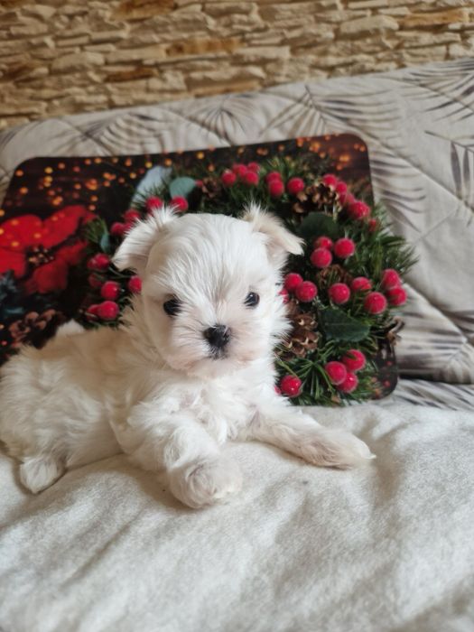 Maltańczyk malutka suczka fci