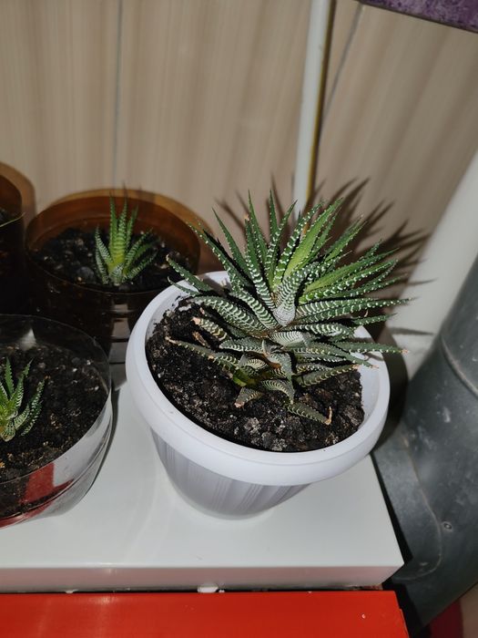 Продам комнатное растение Хавортия