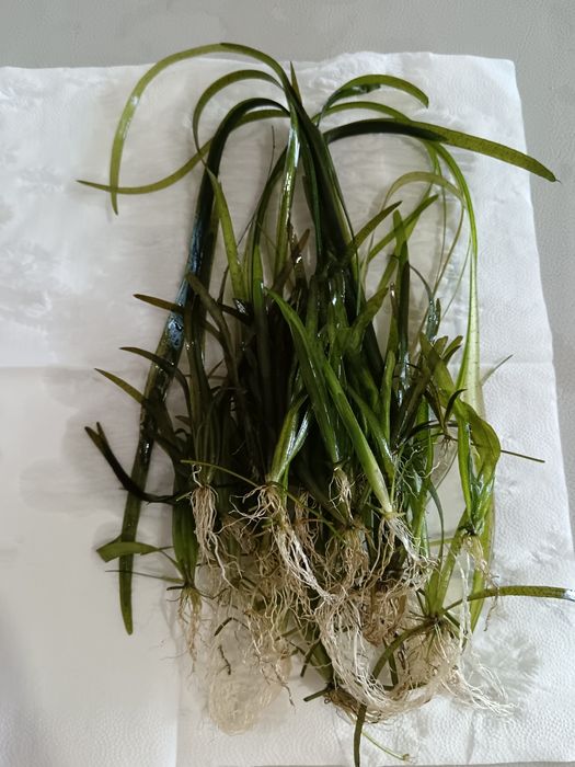 Vallisnerias plantas para aquários e lagos