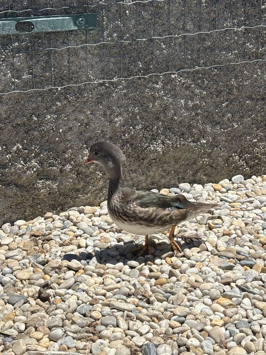 Macho de pato mandarim
