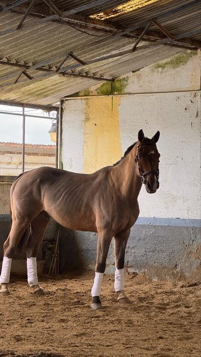 Cavalo Puro Sangue Belga