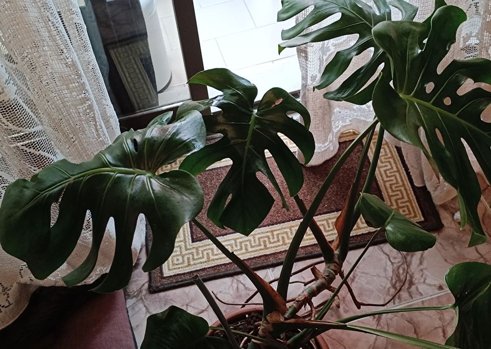 Costela de Adão (Monstera)